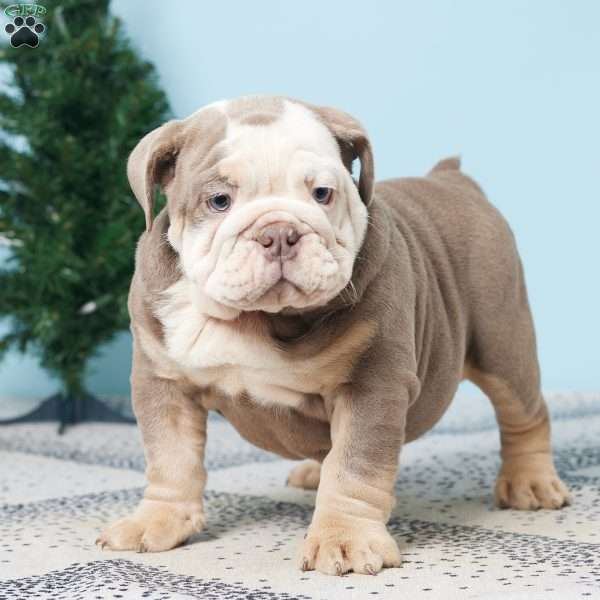 CHELSEA, English Bulldog Puppy